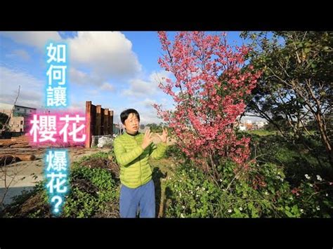 櫻花樹 風水|種櫻花避邪？道士教你正確方法